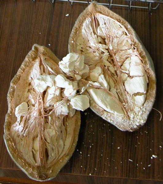Baobab Blüte
