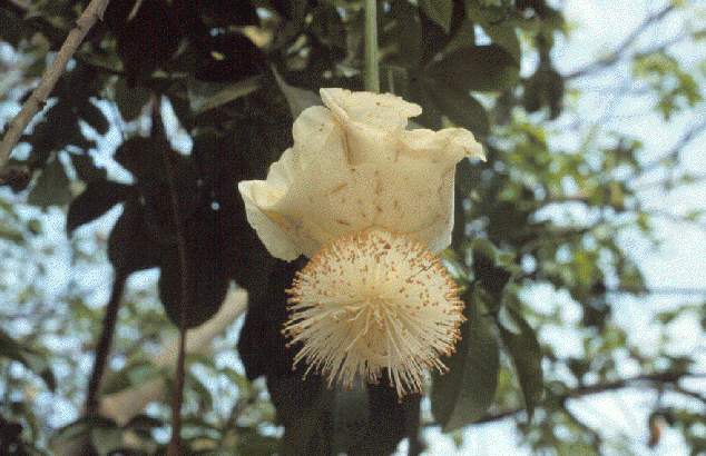 Baobab Blüte